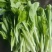 白菜苔