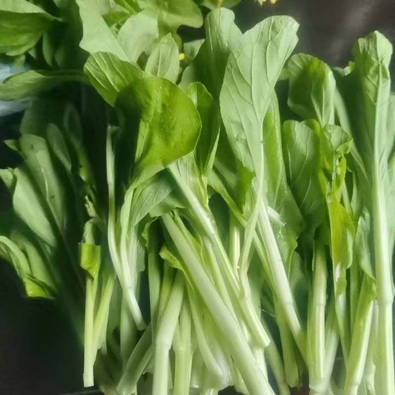 白菜苔