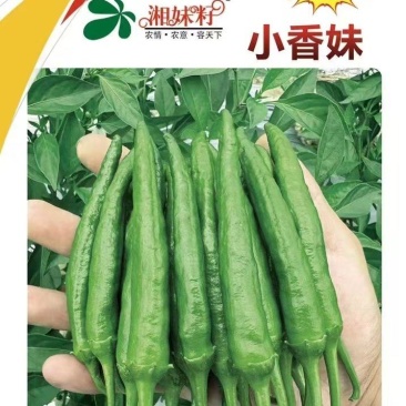 小香妹品味椒辣椒种子，极早熟，坐果能力强，皮薄肉脆口感好
