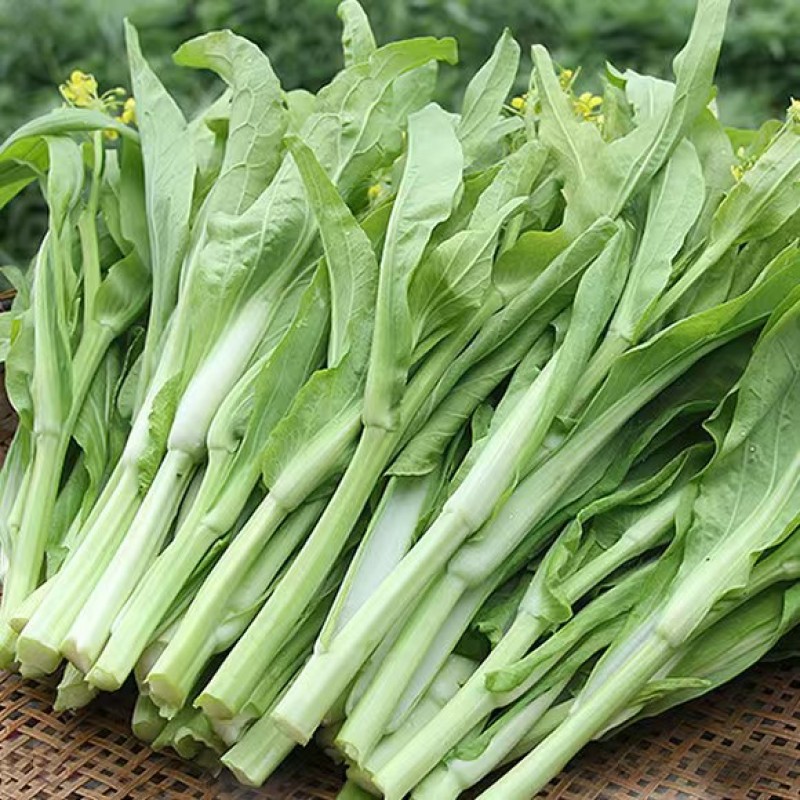 白菜苔
