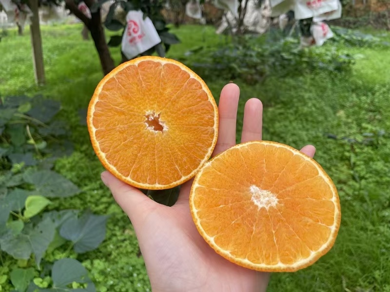 爱媛果冻橙，大量有货支持一件代发，量大优惠，欢迎新老客户