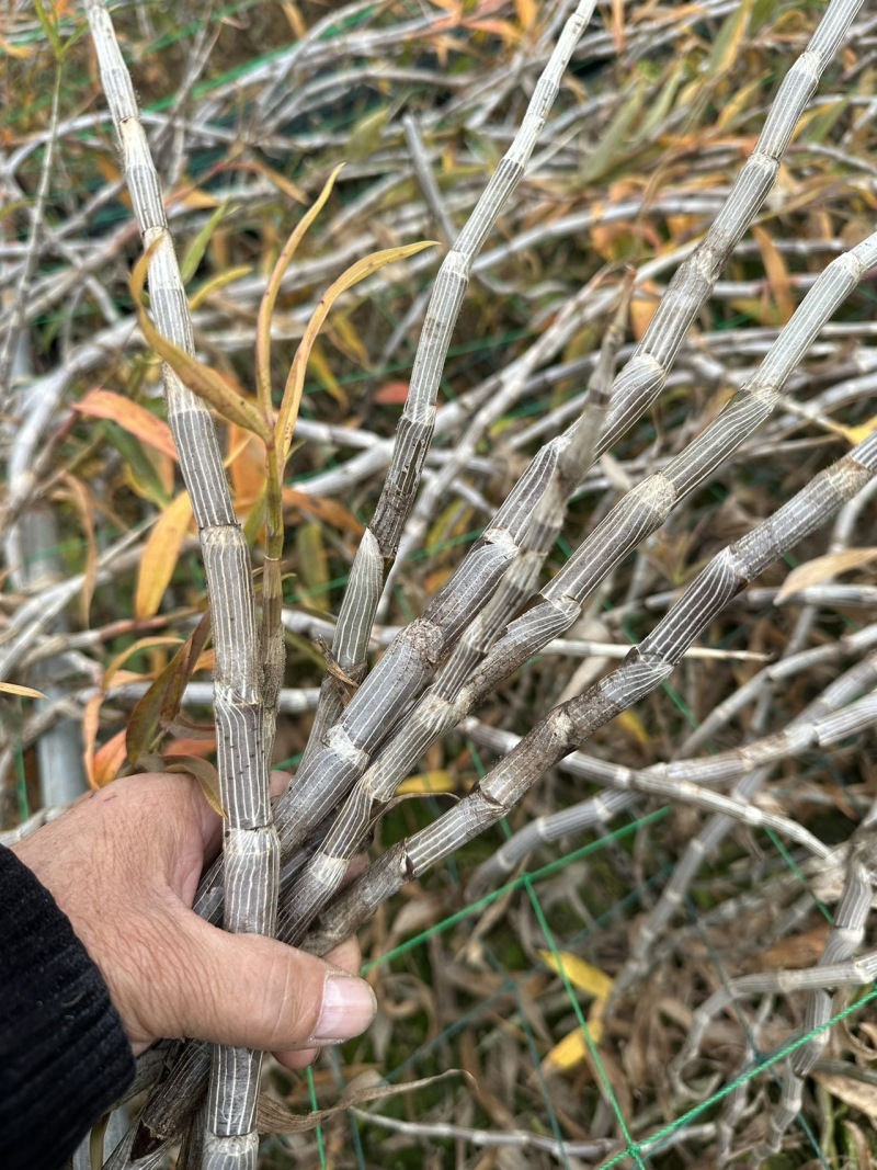 紫皮石斛鲜条