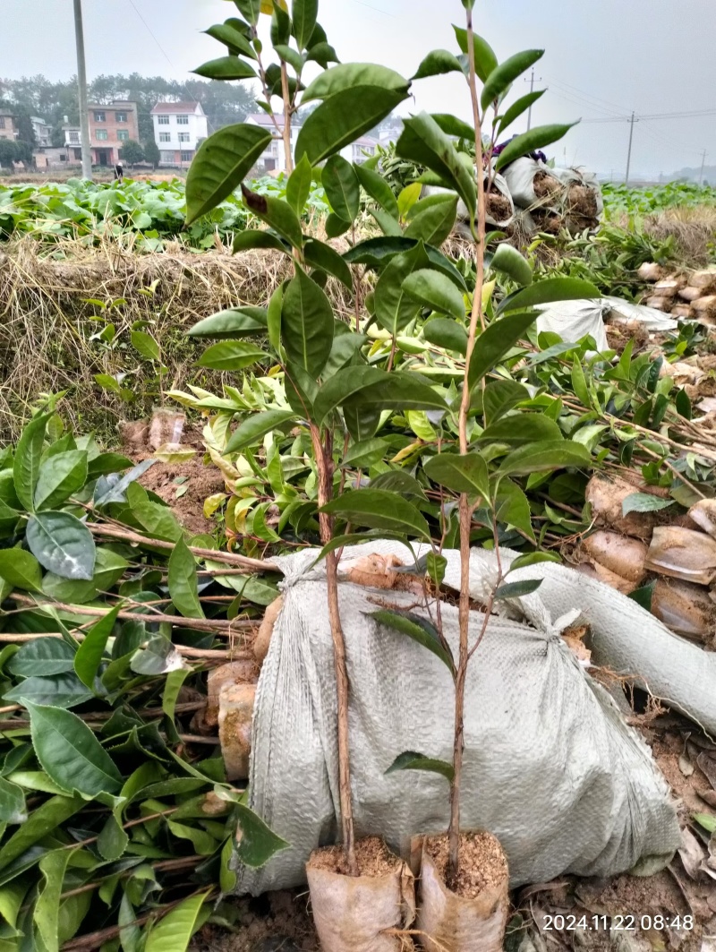 大果红花油茶苗，红花油茶树苗，红花油茶杯苗