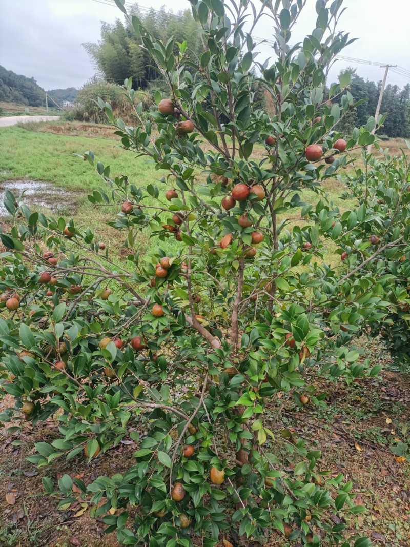 二年三年大杯油茶苗地径1公分高度1米以上栽下去次年结果