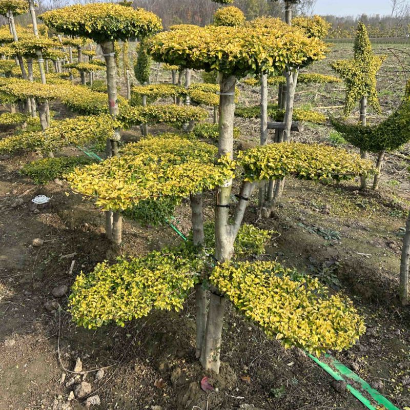 亮晶女贞
