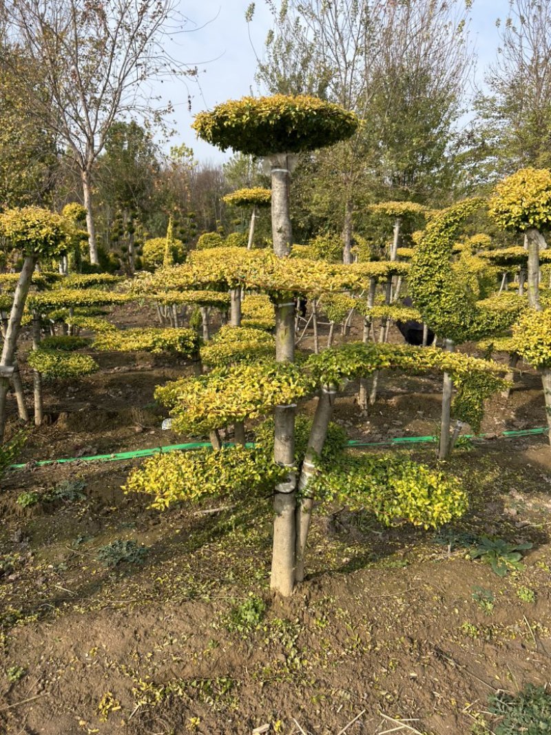 亮晶女贞