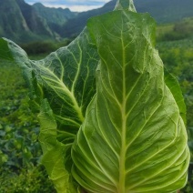 云南牛心菜