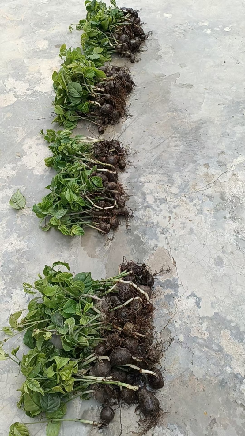 三叶青带果苗，2年苗