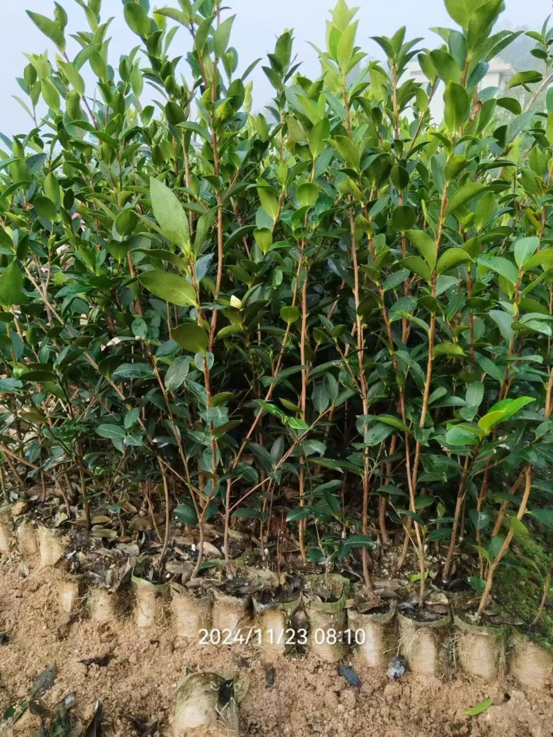 嫁接油茶苗基地批发快递包邮，提供三证一签税务发票