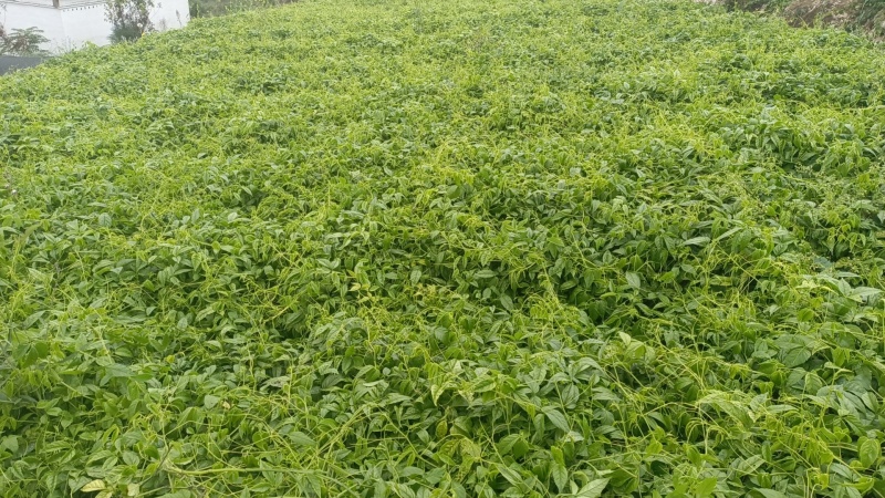 三叶青带果苗，2年苗