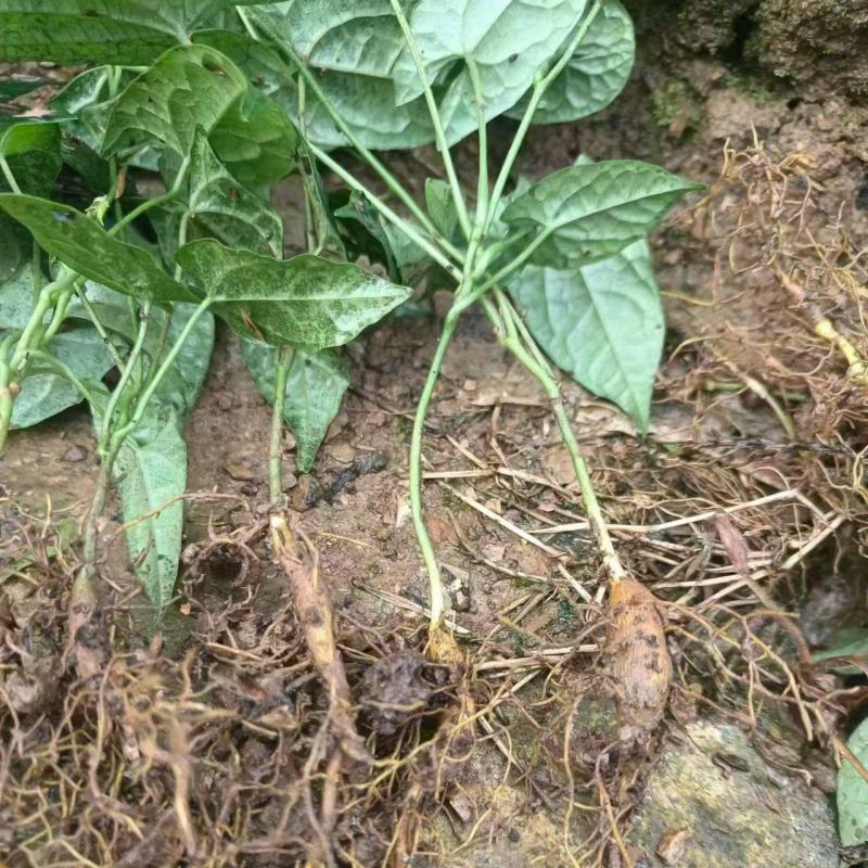金果榄一年苗，每根都带果，20~25公分高度