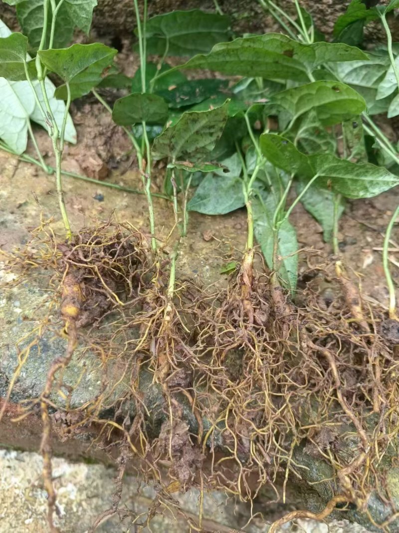 金果榄一年苗，每根都带果，20~25公分高度