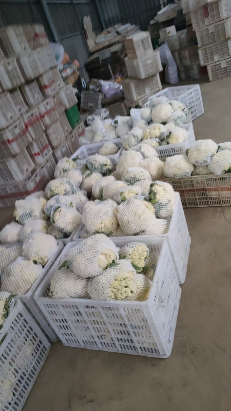 精选白面青梗松花菜，大量上市欢迎来合作洽谈