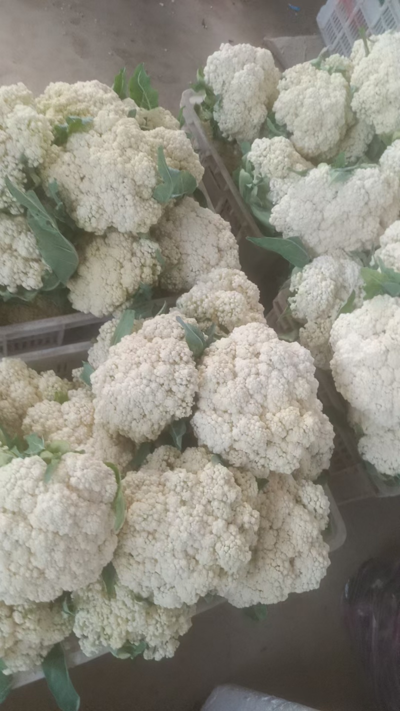 精选白面青梗松花菜，大量上市欢迎来合作洽谈