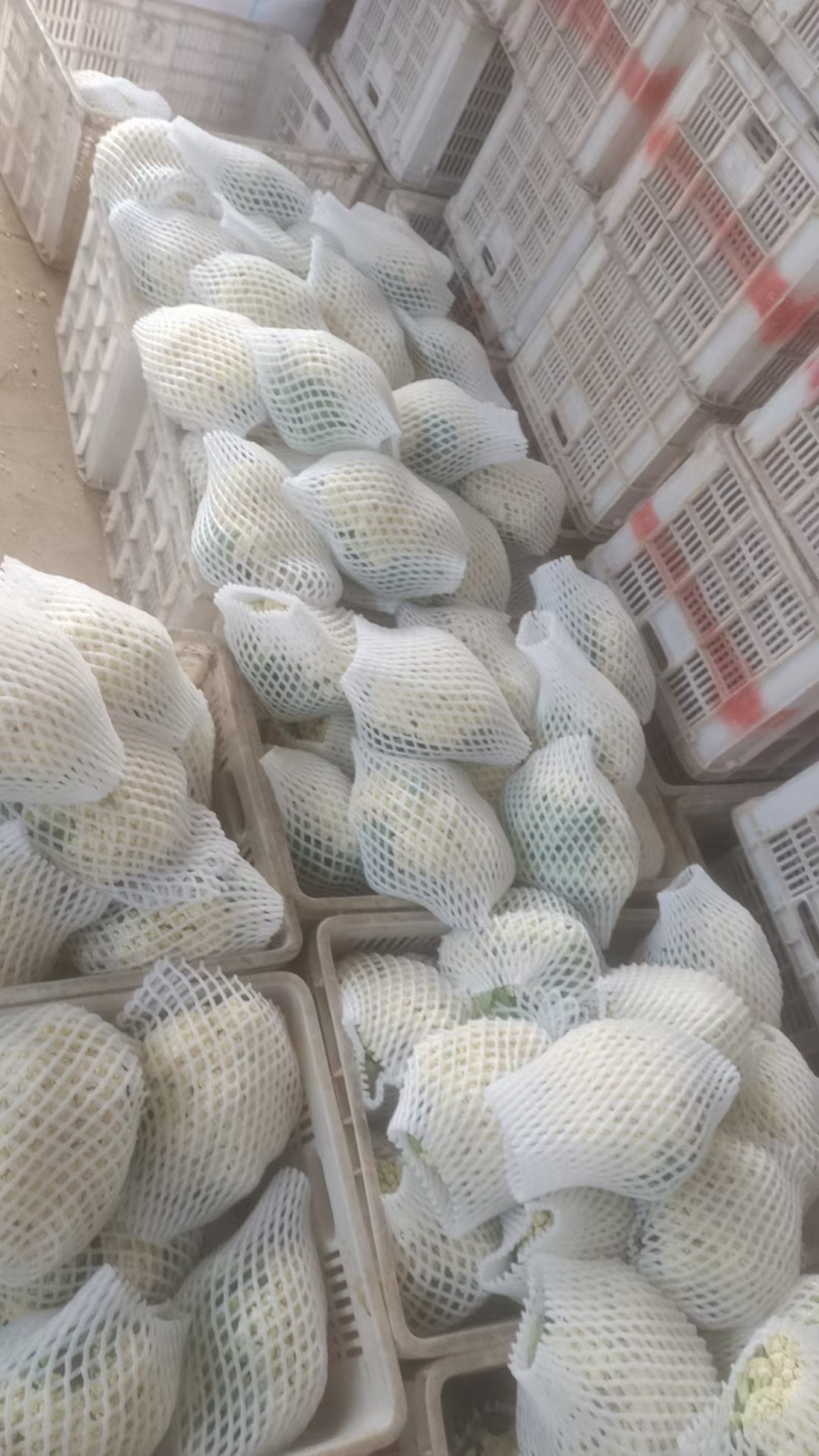 精选白面青梗松花菜，大量上市欢迎来合作洽谈