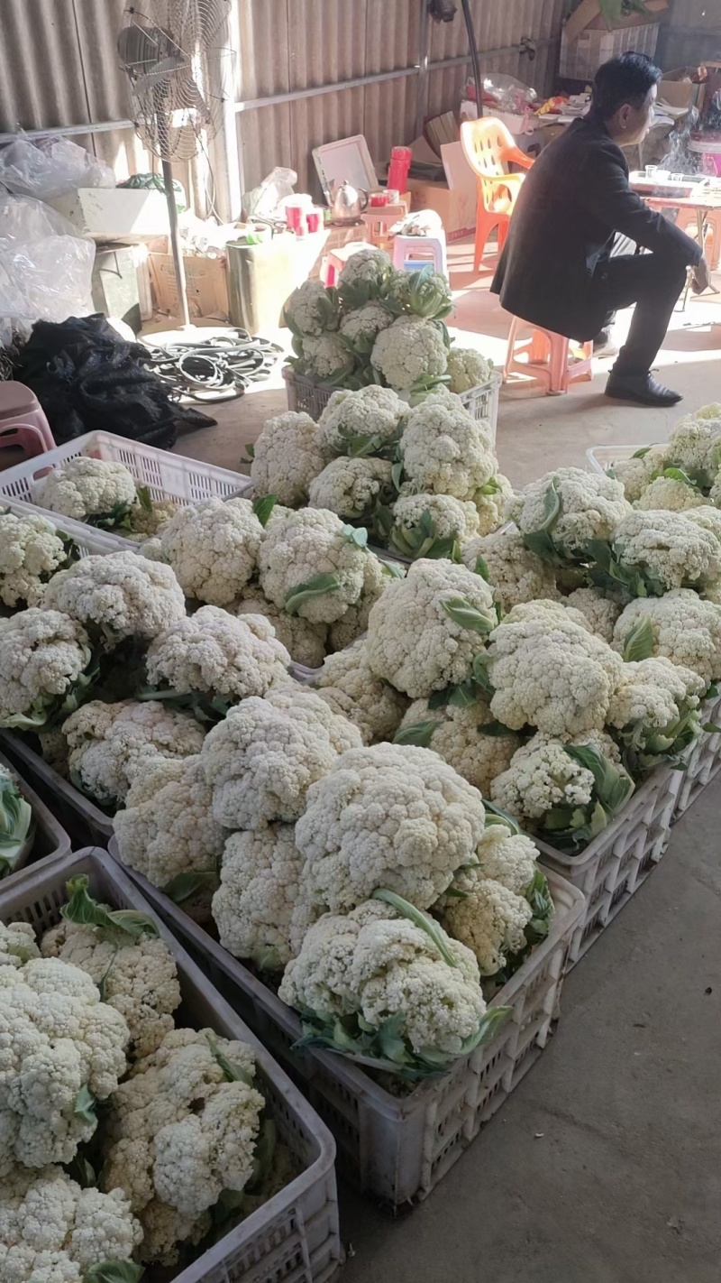 精选白面青梗松花菜，大量上市欢迎来合作洽谈