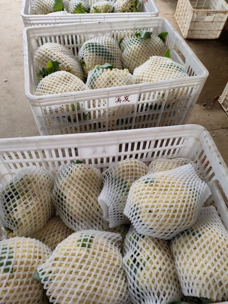 精选白面青梗松花菜，大量上市欢迎来合作洽谈