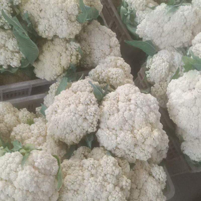 精选白面青梗松花菜，大量上市欢迎来合作洽谈