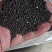 大量现货供应江苏国营农场冬油菜籽