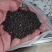 大量现货供应江苏国营农场冬油菜籽