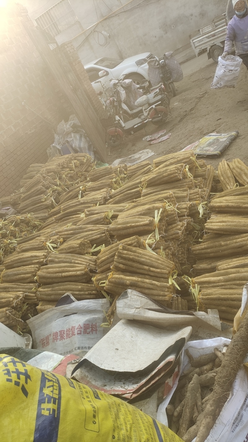 河北小白嘴麻山药铁杆山药水洗网兜箱货黑头麻山药产地直供