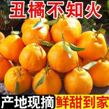 【推荐】四川不知火丑橘量大从优保质保量一条龙服务对接商超