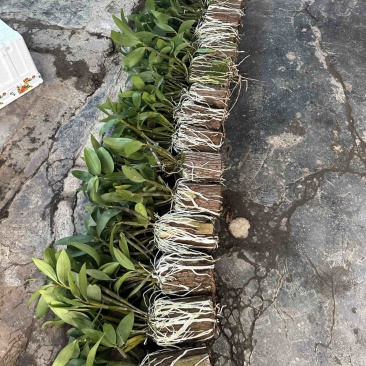 球花石斛基地直销，提供技术保证品种，批发零售欢迎考察咨询
