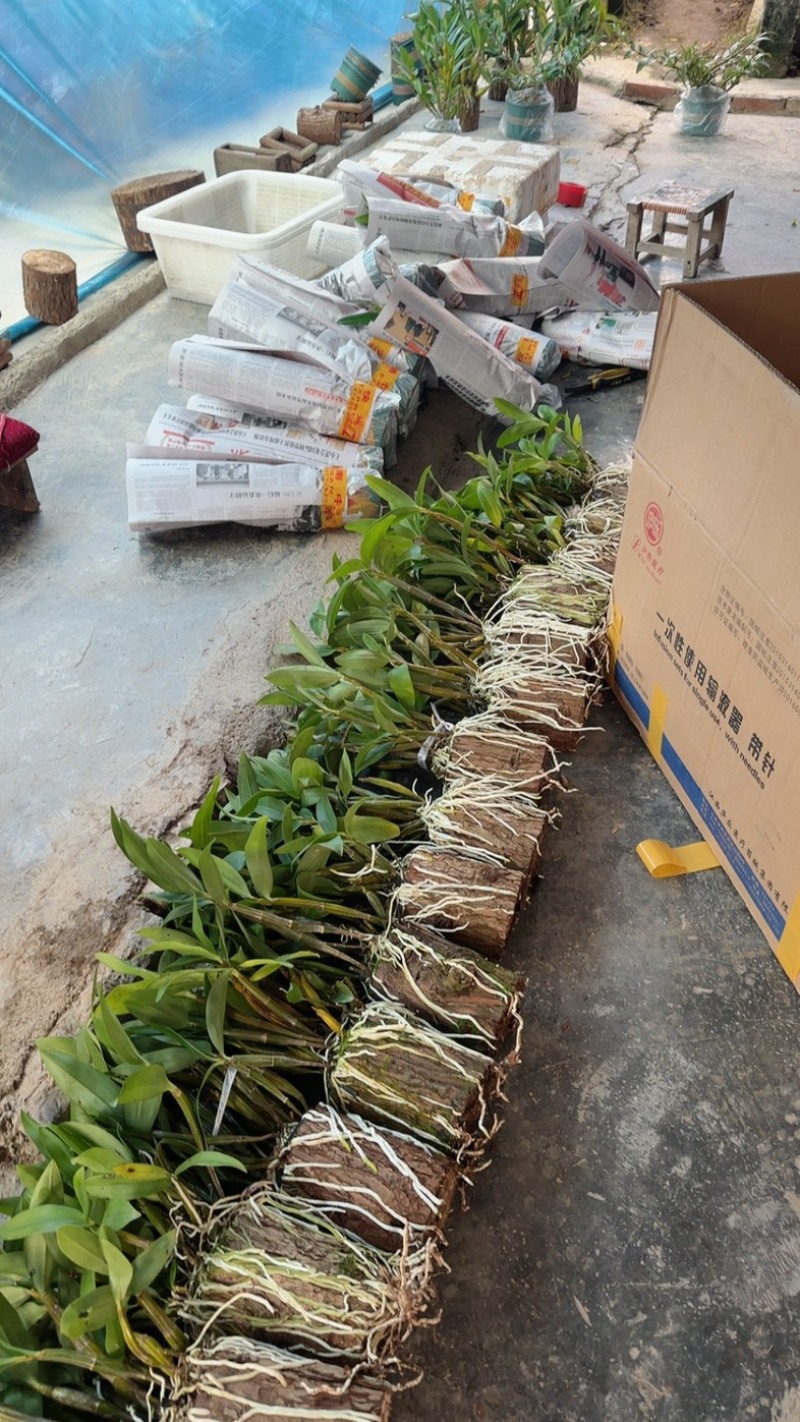 球花石斛基地直销，提供技术保证品种，批发零售欢迎考察咨询
