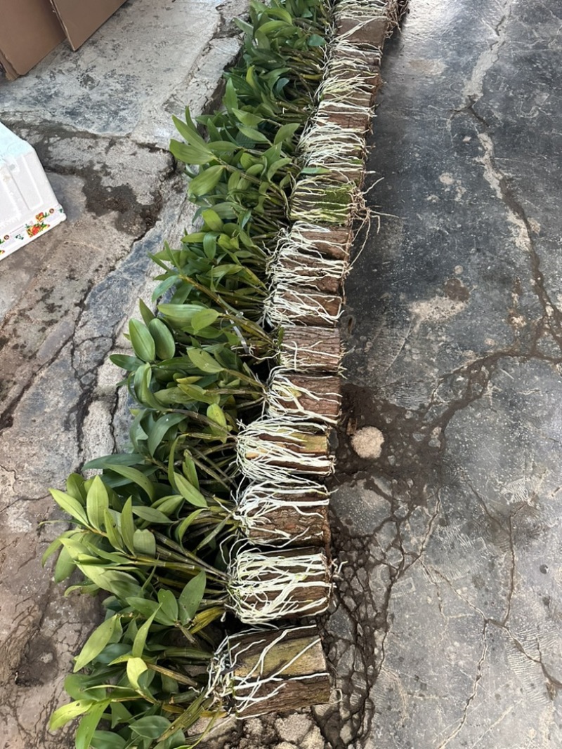 球花石斛基地直销，提供技术保证品种，批发零售欢迎考察咨询