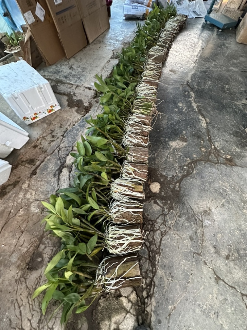 球花石斛基地直销，提供技术保证品种，批发零售欢迎考察咨询