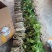 球花石斛基地直销，提供技术保证品种，批发零售欢迎考察咨询