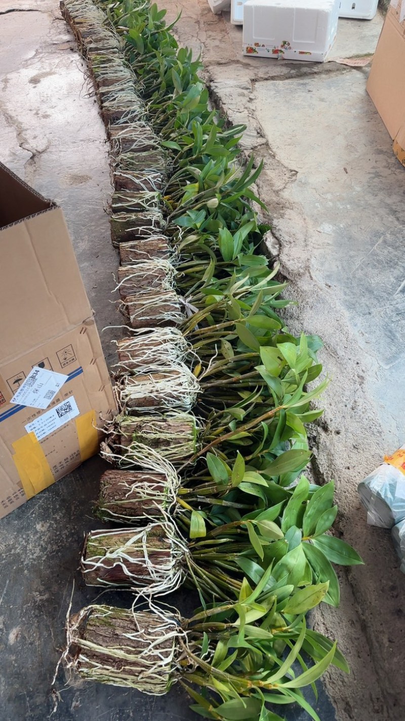球花石斛基地直销，提供技术保证品种，批发零售欢迎考察咨询