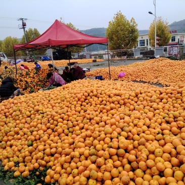 蜜橘罐头果，湖北丹江口高山蜜橘