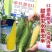申科甜811甜玉米种子早熟大棒水果玉米种子生吃鲜食玉米种