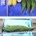 申科甜811甜玉米种子早熟大棒水果玉米种子生吃鲜食玉米种