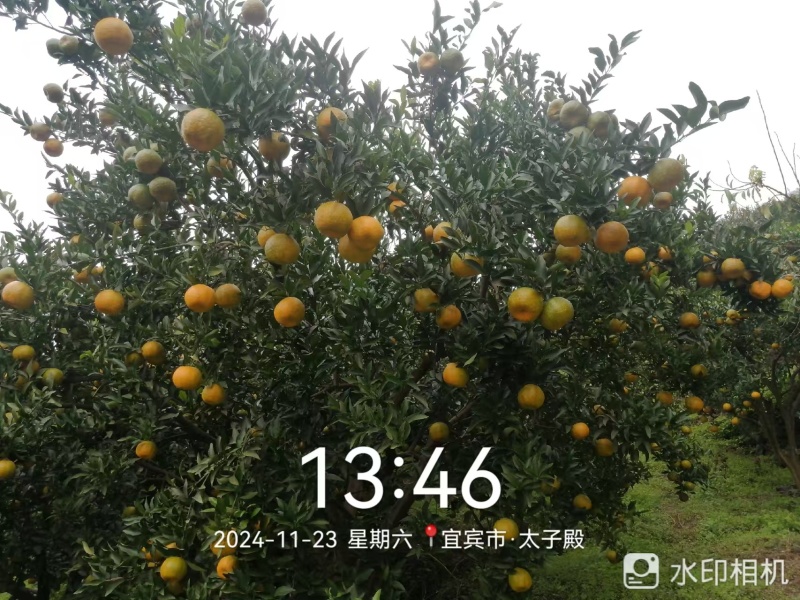 四川宜宾屏山椪柑。口感独特。量大从优，全国发货
