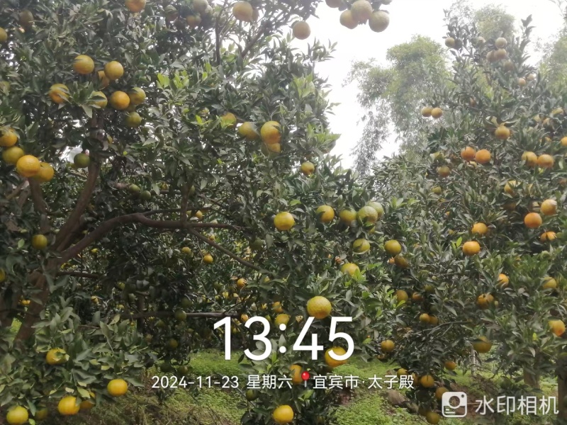 四川宜宾屏山椪柑。口感独特。量大从优，全国发货