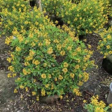 24110苗圃供应常绿开花灌木金英60-100cm