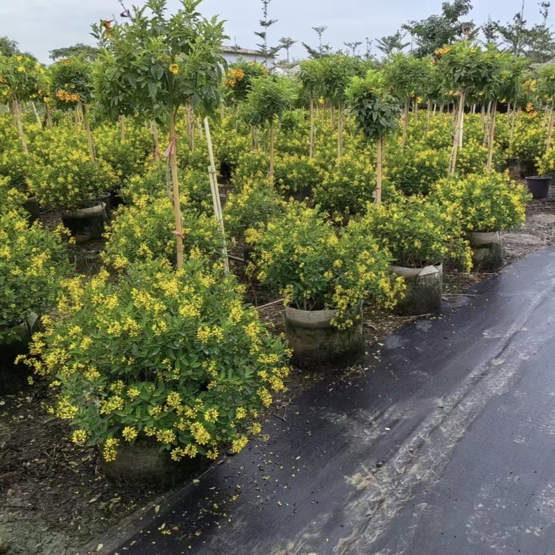 24110苗圃供应常绿开花灌木金英60-100cm