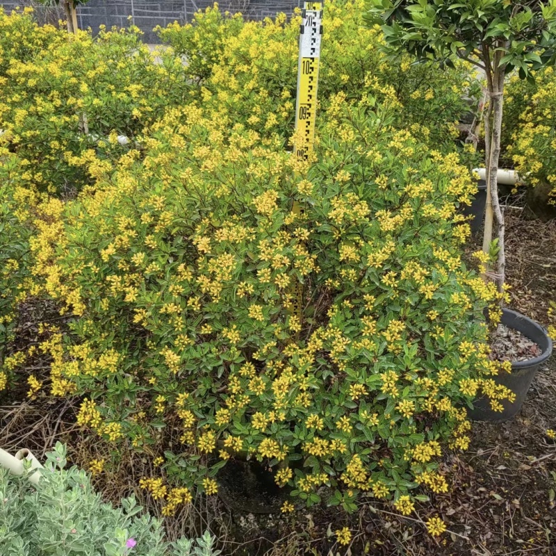 24110苗圃供应常绿开花灌木金英60-100cm