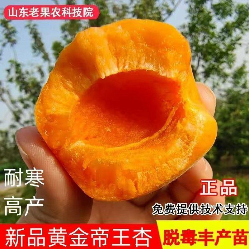 杏树苗特大帝王杏凯特金太阳基地直售售后有保障