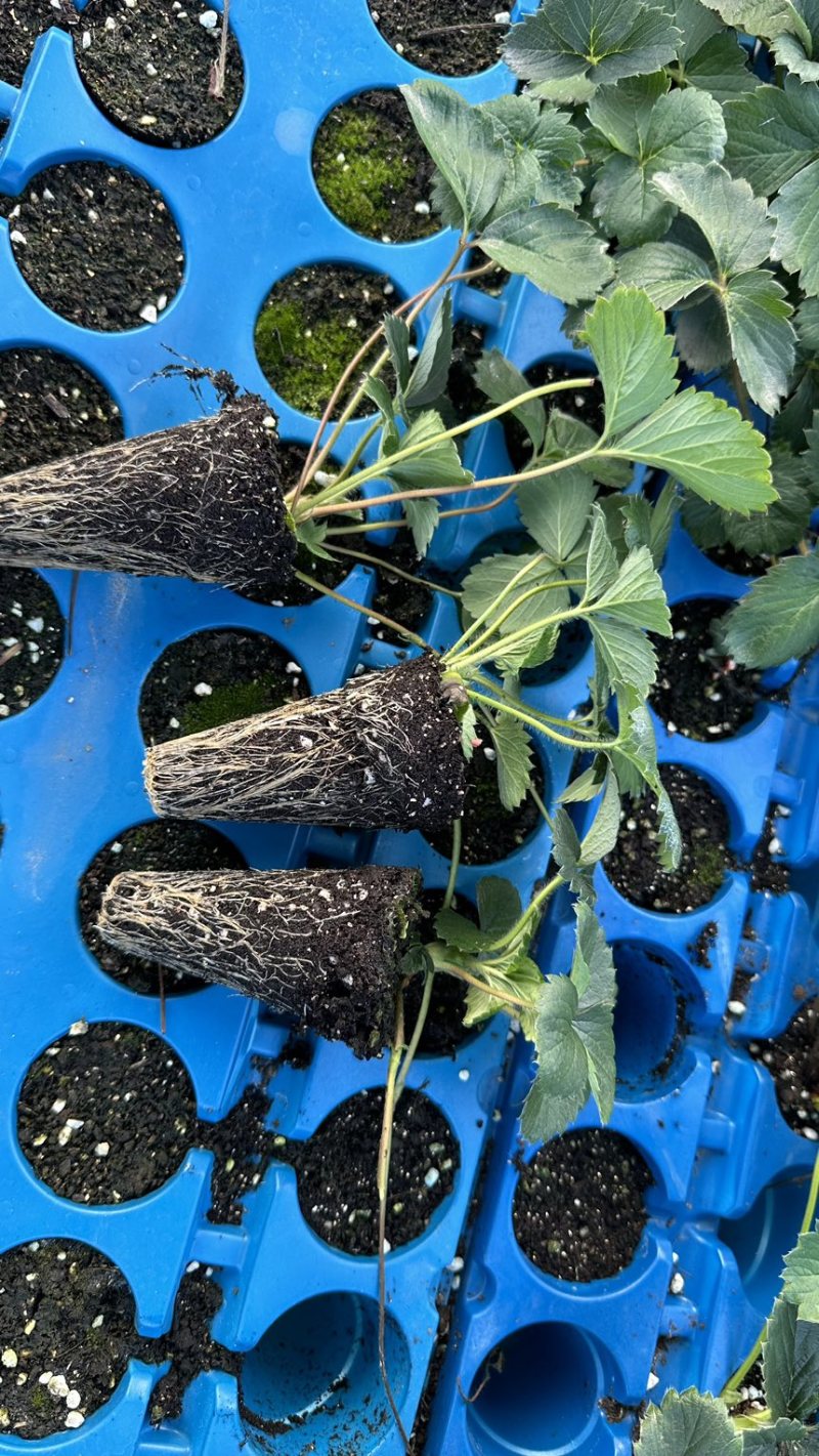 种苗梦之芙草莓苗建德白露白草莓苗包纯正假一赔十