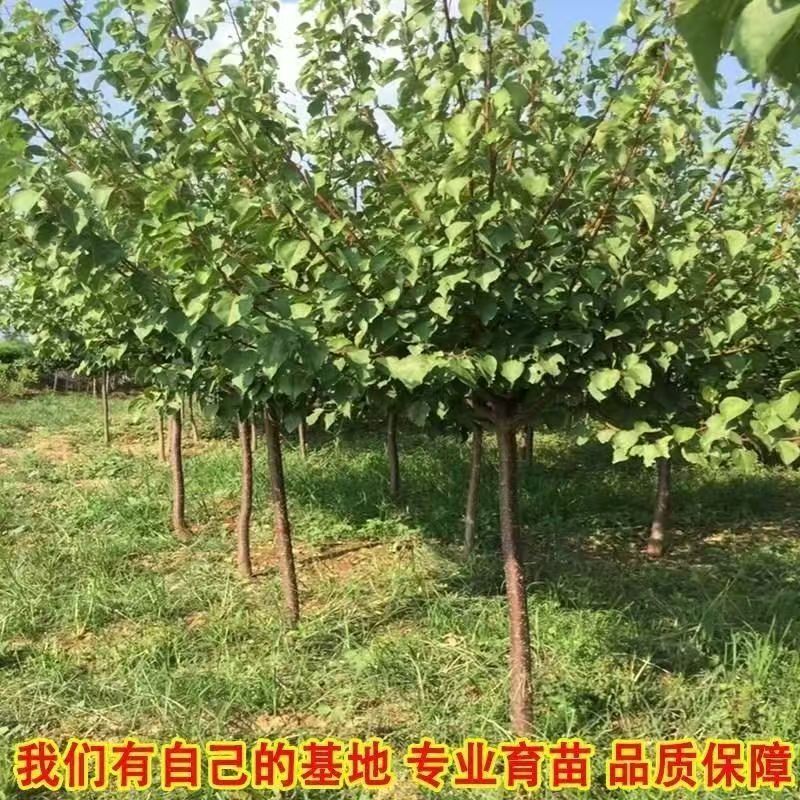 杏树苗特大帝王杏凯特金太阳基地直售售后有保障