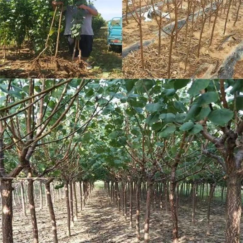 杏树苗特大帝王杏凯特金太阳基地直售售后有保障