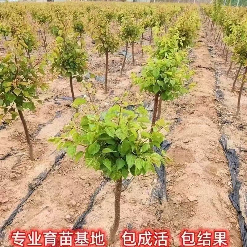 杏树苗特大帝王杏凯特金太阳基地直售售后有保障