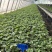种苗梦之芙草莓苗建德白露白草莓苗包纯正假一赔十