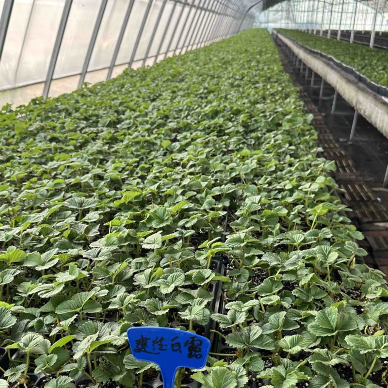 种苗梦之芙草莓苗建德白露白草莓苗包纯正假一赔十