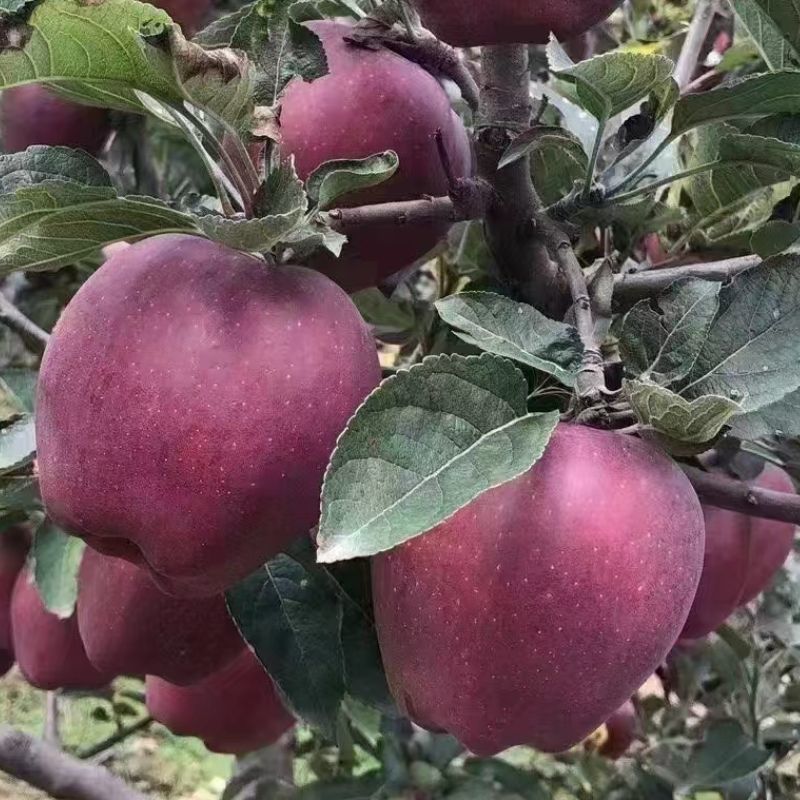 【坏果包赔】甘肃天水花牛苹果新鲜水果应季水果粉面刮泥粉果