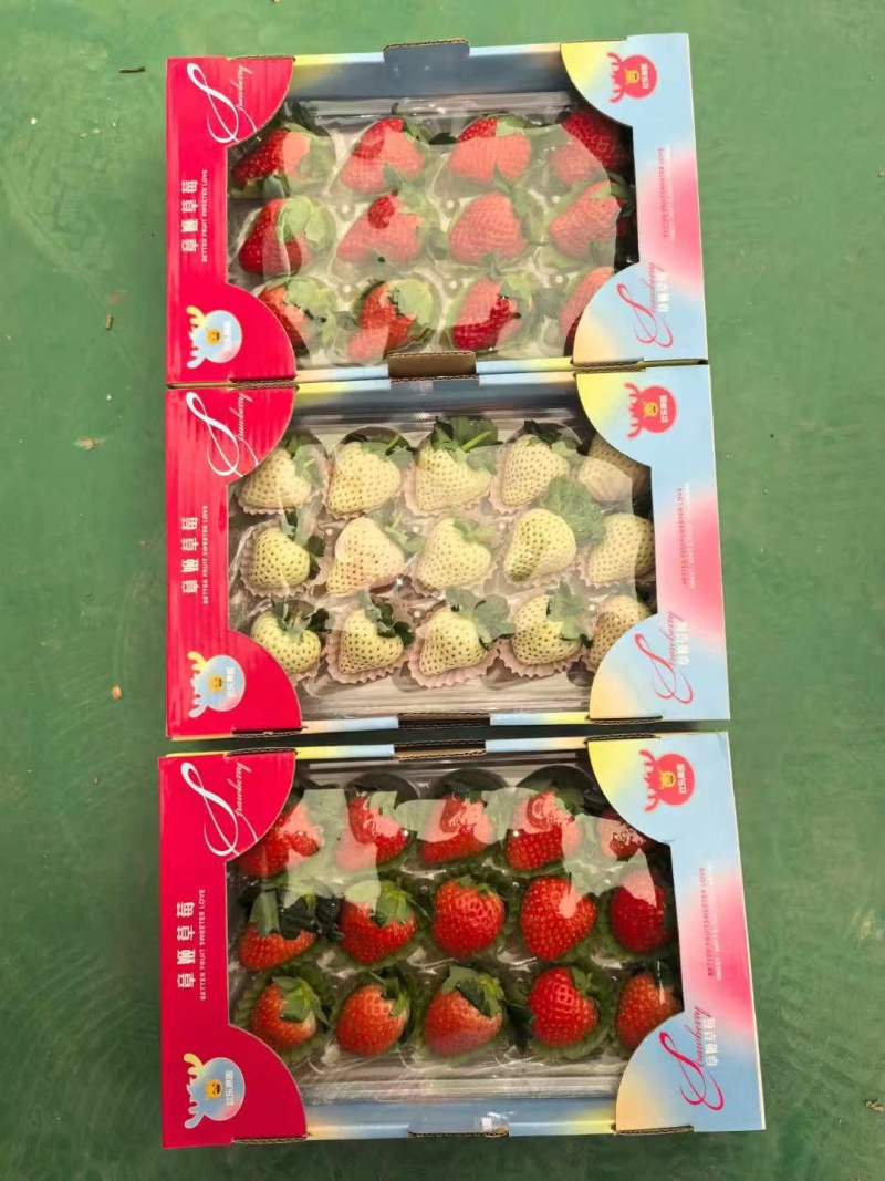济南历城唐王甜宝奶莓大量上市，甜宝草莓大量上市！