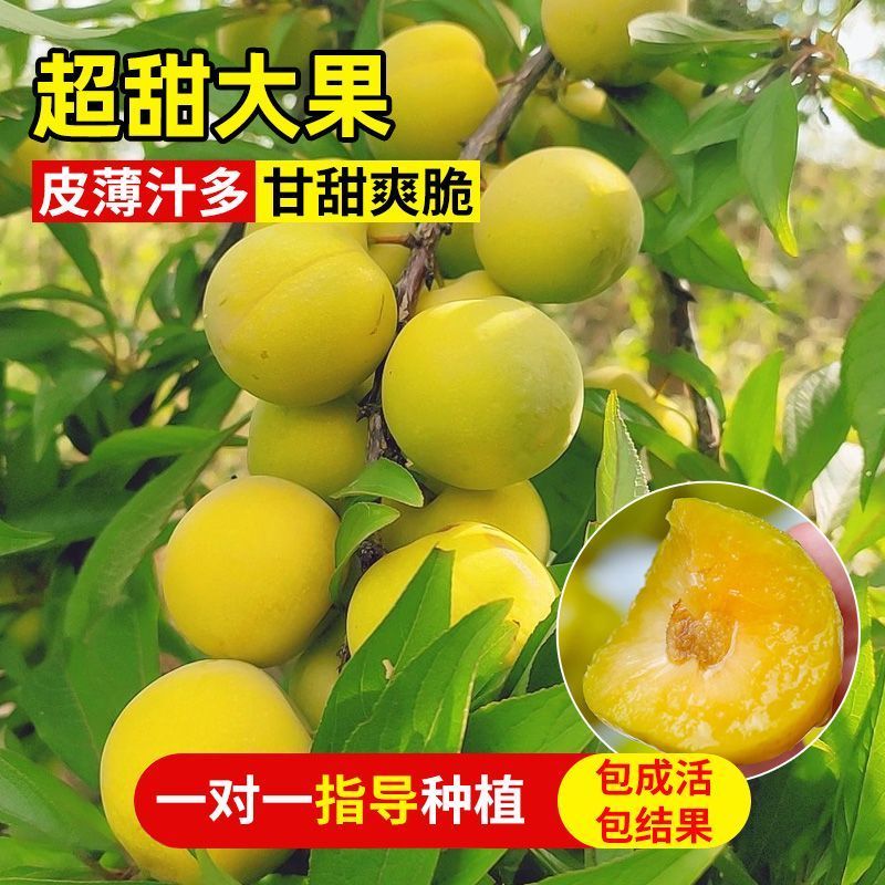 李子苗蜂糖李西梅皇后脆红李黑布林包成活提供技术